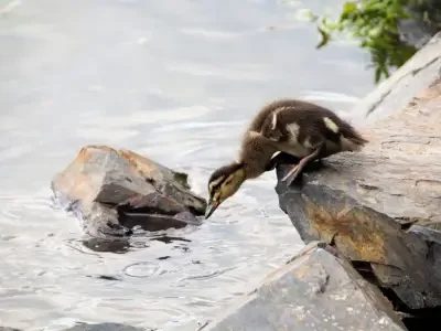 Meditation Workshop - a courageous heart