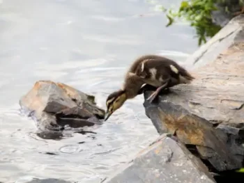 Meditation Workshop - a courageous heart