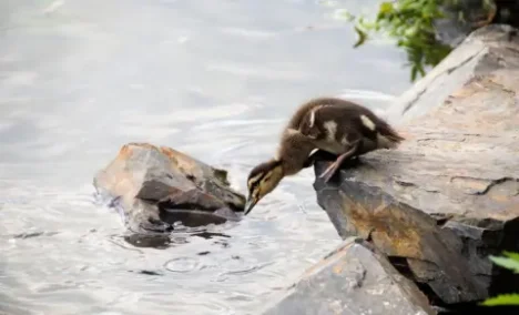 Meditation Workshop - a courageous heart