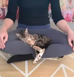 Cat in the meditation class in Glencairn