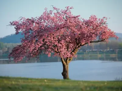 Buddhist Meditation, Meditation Class represented by a tree in bloom {{brizy_dc_image_alt entityId=