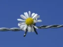 Meditation Retreat in Western Cape Breaking Down Barriers Daisy in barb wire