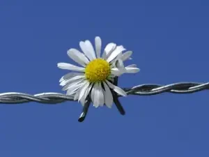 Meditation Retreat in Western Cape Breaking Down Barriers Daisy in barb wire