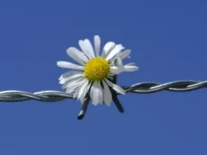 Meditation Retreat in Western Cape Breaking Down Barriers Daisy in barb wire