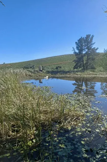 Picture of the dam at Christian Brothers Centre